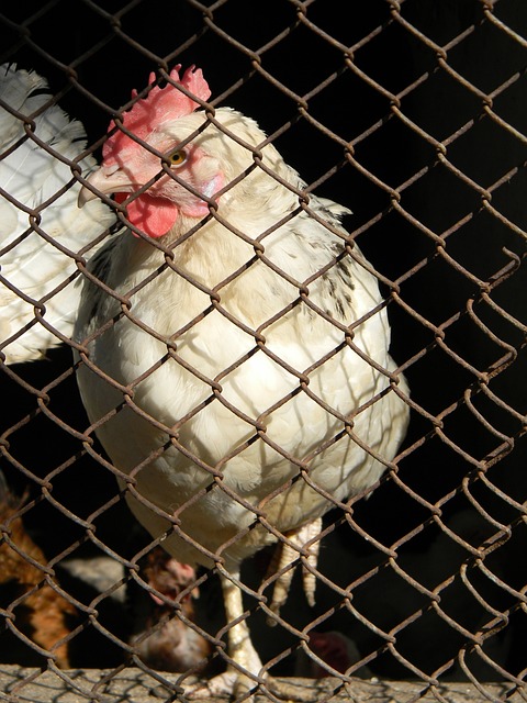 创造出新的 创造出新的